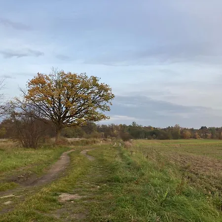 Vioska Art Dobrzyn (Zary)