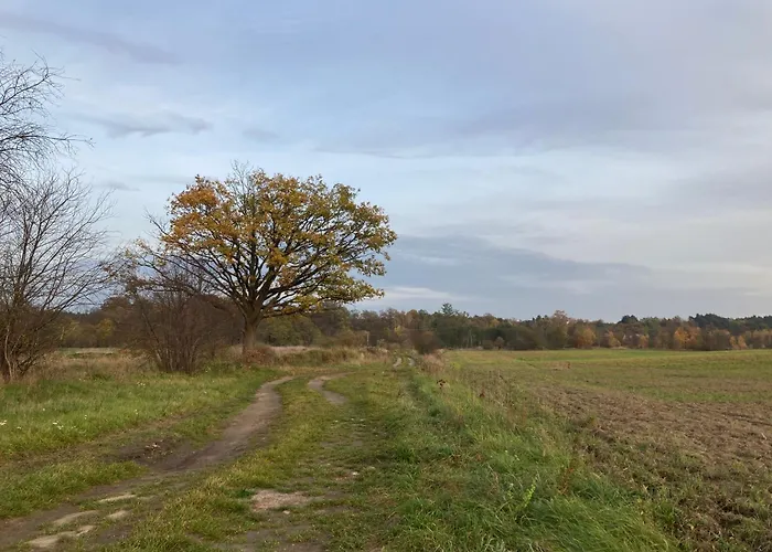 Vioska Art Dobrzyn (Zary)